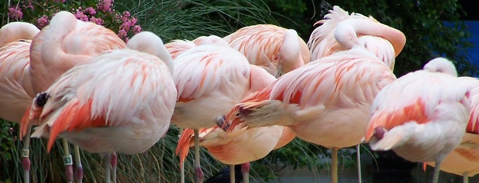 【多语言】全球化的ddos服务器攻击手段